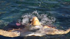 Salvan a tortuga de 176 kilos atacada por un tiburón y con 100 huevos dentro