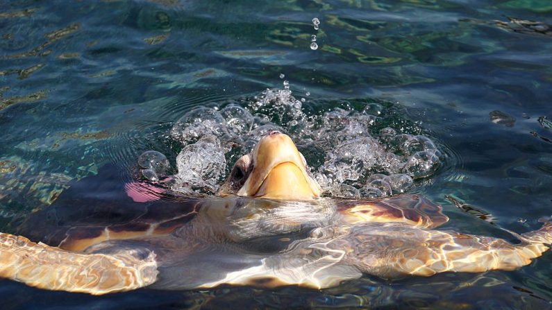 En la imagen, se ve una tortuga de mar. (Jean Christophe Magnenet/AFP vía Getty Images)
