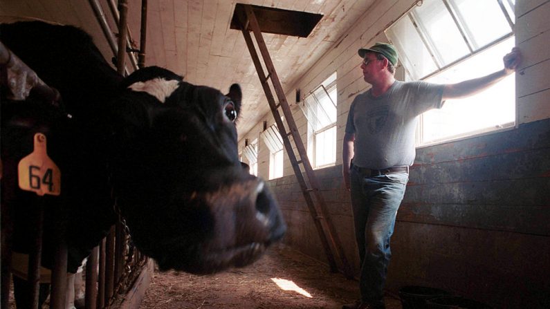 Un ganadero de una granja lechera observa sus vacas el 20 de junio de 2000. Imagen de archivo. (Darren McCollester/Getty Images)