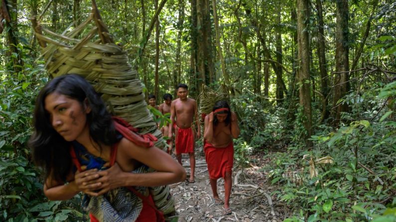 El pueblo Waiapi camina por el bosque llevando -cada uno de ellos- unos 50 kilos de mandioca para preparar el Caixiri, una cerveza artesanal hecha con mandioca, que es consumida diariamente por hombres, mujeres y niños cuando aún no está amarga, en la aldea Waiapi del estado de Amapa en Brasil . (APU GOMES/AFP a través de Getty Images)
