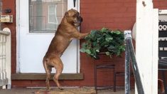 Perro desconsolado espera en la puerta a su familia que se mudó, hasta que un extraño gana su corazón