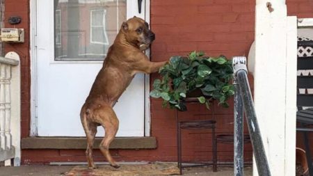 Perro desconsolado espera en la puerta a su familia que se mudó, hasta que un extraño gana su corazón