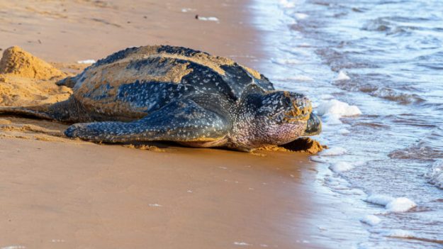 Desove y eclosión de las tortugas de mar aumentó con el cierre de las playas por COVID-19
