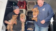 Refugio de animales rescata perros “jubilados” de criaderos y les encuentra un cariñoso hogar