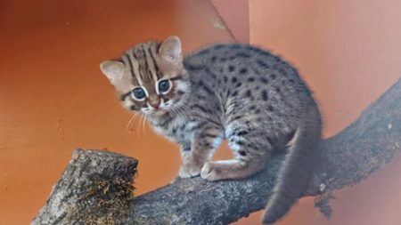 Santuario animal de Inglaterra acoge a raza del «felino más pequeño del mundo», y son adorables