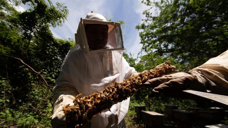 Fotografía cedida este sábado por la secretaria de agricultura que muestra a un apicultor trabajando en el cuidado de abejas. EFE/Secretaria de Agricultura/
