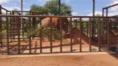 Elefanta Mara llega a su hogar en Brasil tras 50 años entre circos y zoos