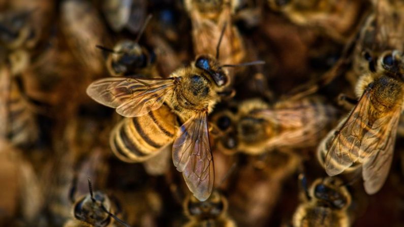 Una foto de abejas en una foto de archivo. (Terri Sharp/Pixabay)