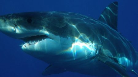 Gran tiburón blanco de 453 kg con dispositivo de rastreo fue reubicado en Carolina del Norte