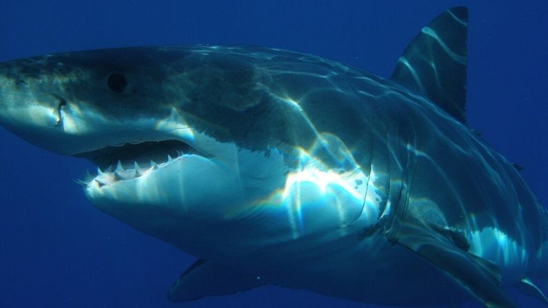 Tiburón blanco. (Pixabay/272447)