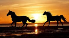 «Estimular a un caballo veloz», el dicho chino sobre la importancia de hacer esfuerzos