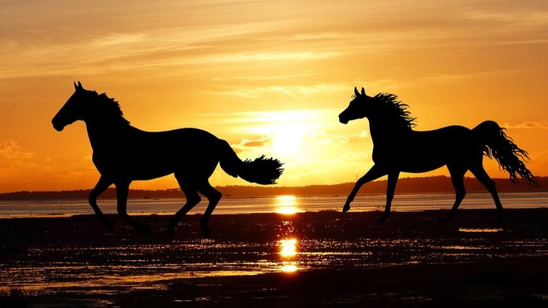 "Impulsar a un caballo veloz" es un dicho chino, que significa que eres digno del estímulo, de ser enseñado y corregido. (RENE RAUSCHENBERGER/Pixabay)