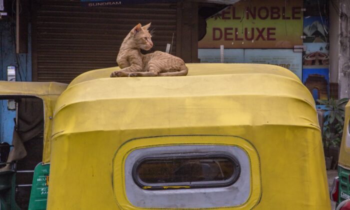 Un gato se sienta en un vehículo en Nueva Delhi, India, el 13 de mayo de 2020. (Yawar Nazir / Getty Images)