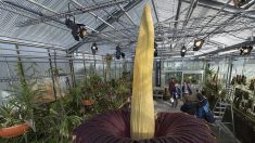 Una especie de «flor cadáver», la más grande del mundo, florece en Bélgica
