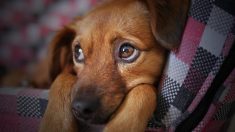 Perrito esperó tres meses afuera del hospital a su dueño que murió por Covid-19