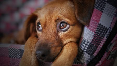 Perrito esperó tres meses afuera del hospital a su dueño que murió por Covid-19