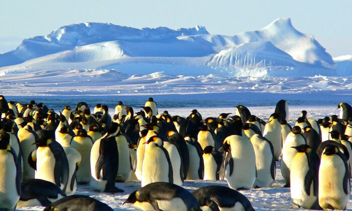Pingüinos en la Antártida. (Pixabay)
