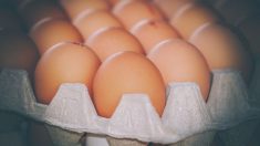 Granjero afronta un gran desafío: Vender 30,000 huevos al día o sacrificar 40,000 gallinas