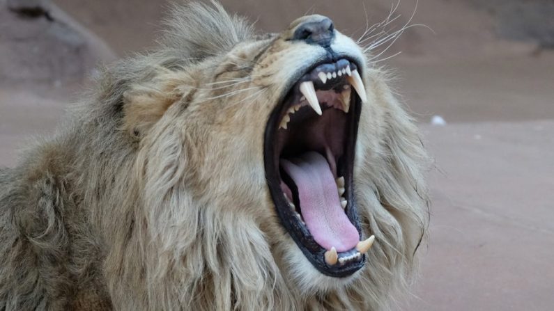 Foto de archivo de un león. (Sebastian Willnow/AFP/Getty Images)