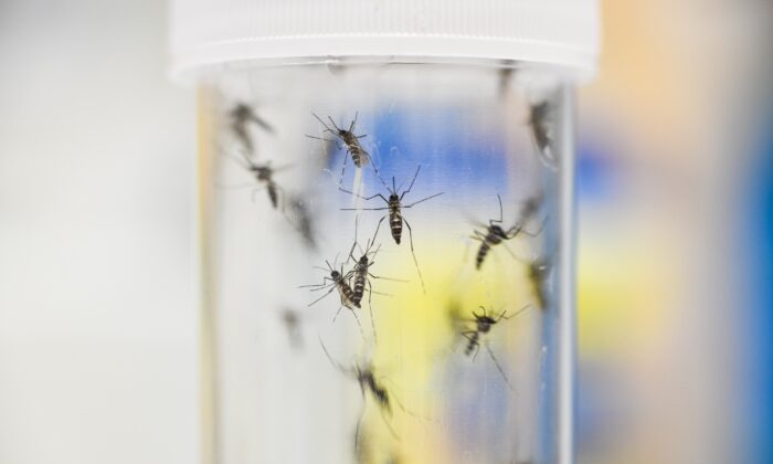 Mosquitos en un contenedor de un laboratorio de Alemania, que registró su primer caso de virus del Nilo Occidental en 2019, en una fotografía de archivo de 2019. (Steffen Kugler/Getty Images)