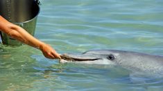 Delfín jorobado salvaje trae regalos de coral del fondo del océano a los visitantes de Australia