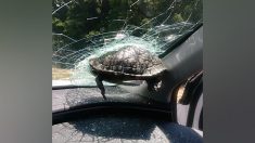 Una tortuga atravesó el parabrisas de una mujer que conducía por la autopista