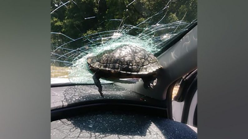 La tortuga murió después de chocar contra el parabrisas de un automóvil en la carretera en Georgia, el 19 de mayo de 2020. (Cortesía de Latonya Lark)
