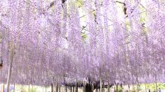 «Una nube purpura»: La famosa glicinia de casi 150 años en Japón continúa hechizando a sus admiradores