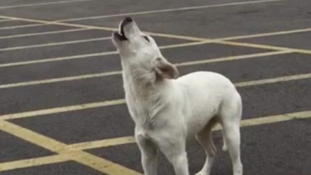 Perra abandonada aúlla durante 9 días esperando a su dueño, antes de encontrar un hogar para siempre