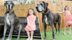 Freddy el perro más grande del mundo ahora también podría ser el Gran Danés más viejo del mundo