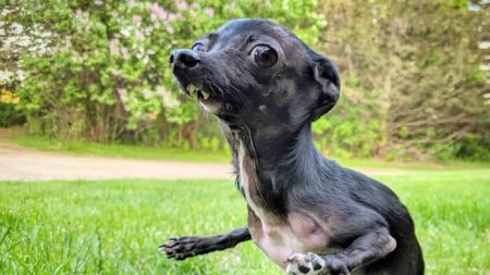 Chihuahua sin esperanzas con defecto de nacimiento y piernas deformadas consigue un cariñoso hogar
