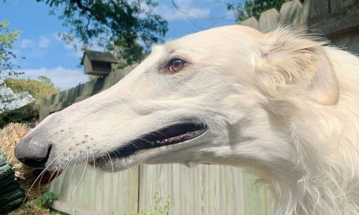 Ersi con su largo hocico (Cortesía de Eris The Borzoi)