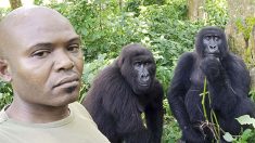 Gorilas curiosos se cuelan en las selfies del guardabosque del santuario para simios huérfanos