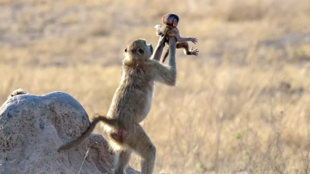 El momento del Rey León: Babuino sostiene a un bebé mono como a Simba en la película de Disney