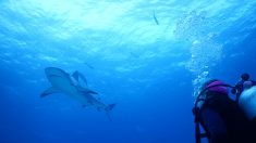 Registran dos especies de tiburones inéditas en aguas profundas de Galápagos