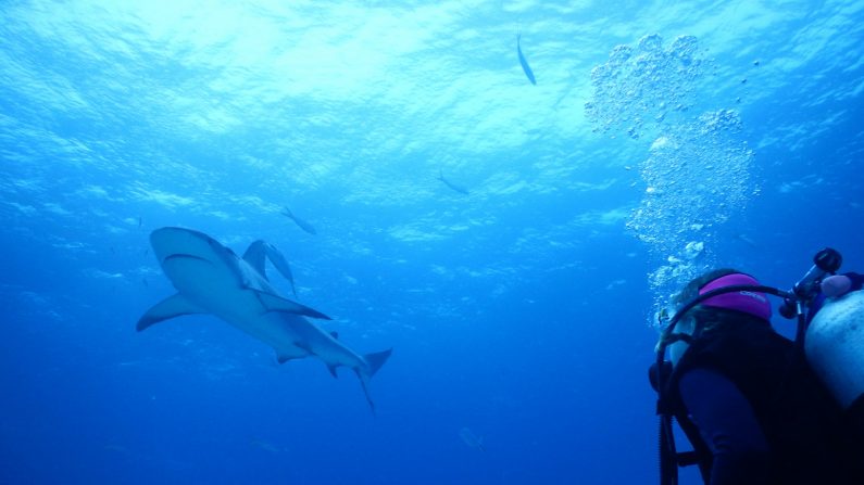 En la imagen de contexto, una investigadora mira a un tiburón. (Caters News)