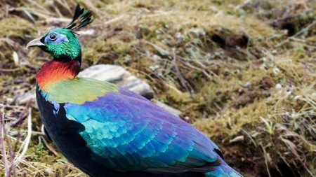 Conoce el Monal del Himalaya, estos faisanes de montaña exhiben un llamativo plumaje multicolor