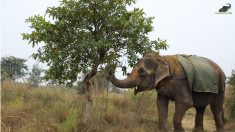 Elefante ciega maltratada pasó 40 años mendigando para su dueño, ahora finalmente es rescatada