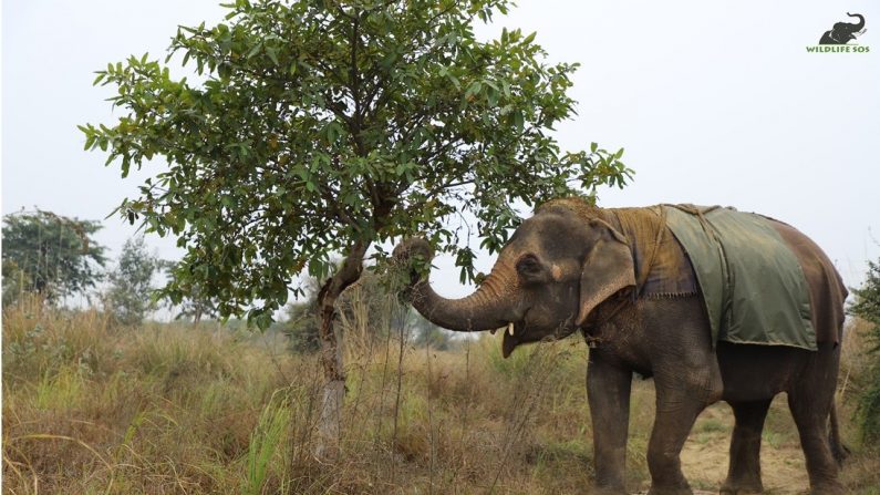 Karma explora su nuevo hogar en el Wildlife SOS Hospital (Cortesía de Wildlife SOS)