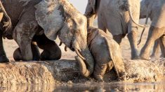 Un video conmovedor captura a elefantes rescatando a una cría que se deslizó en un abrevadero