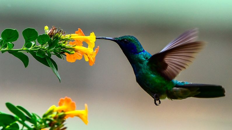 Un colibrí se alimenta del néctar de una flor en Boquete, provincia de Chiriquí (Panamá), el 23 de enero de 2020. (Foto de LUIS ACOSTA/AFP vía Getty Images)