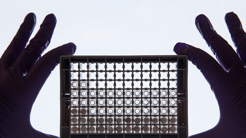 Un científico examinando células en una placa de 96 pocillos, en el Research UK Cambridge Institute, el 9 de diciembre de 2014, en Cambridge, Inglaterra. (Dan Kitwood/Getty Images/Cancer Research UK)