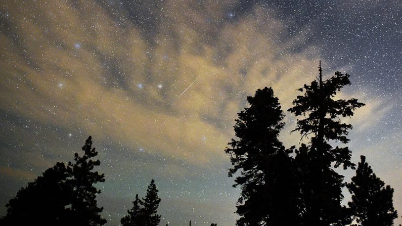 Un meteoro Perseida atraviesa el cielo sobre los pinos del desierto el 13 de agosto de 2015 en el Área Nacional de Recreación de Spring Mountains, Nevada, EE.UU. (Foto de Ethan Miller/Getty Images)