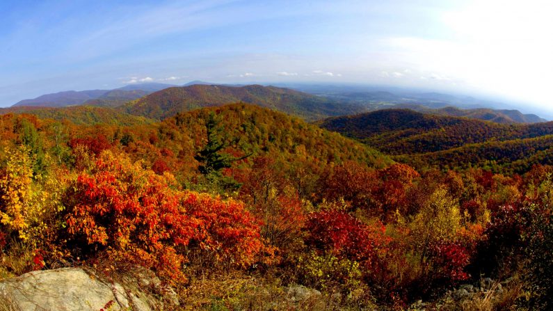 Una vista de los colores del otoño 24 de octubre de 2015 a lo largo de Skyline Drive en el Parque Nacional Shenandoah en Virginia. (Karen Bleier/AFP a través de Getty Images)