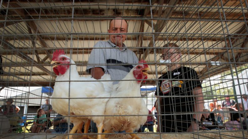 Glenn Drowns juzga a los pollos en la Feria del Condado de Iowa el 12 de julio de 2018 en Marengo, Iowa. (Scott Olson/Getty Images)