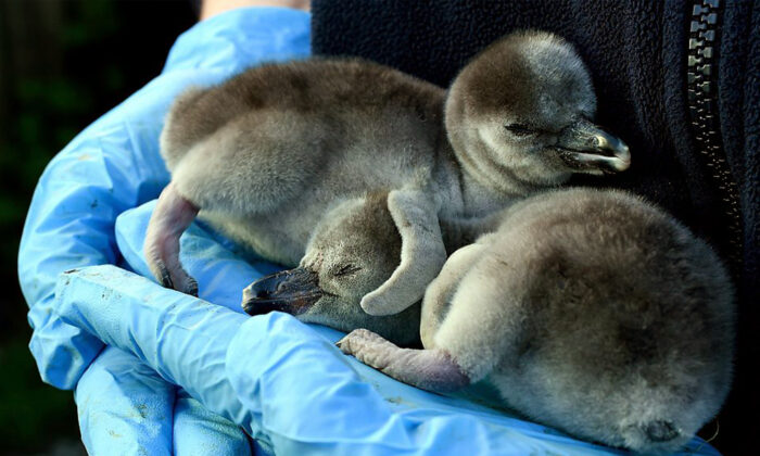 Pingüinos bebés, Imagen ilustrativa. (PAUL ELLIS/AFP vía Getty Images)