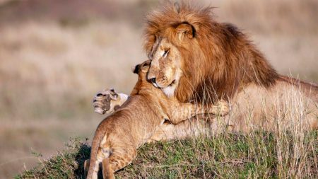 Fotos conmovedoras de papá león abrazando a su cachorro revelan el lado sensible del Rey de la Sabana