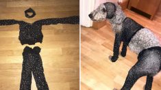 Joven ordena un traje de fiesta para viaje a Ibiza y llega tan pequeño que sólo le queda a su perro