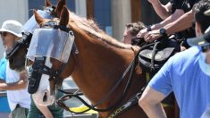 Hospital de Animales de Ohio ofrece tratar gratis a caballos de la policía heridos en las protestas