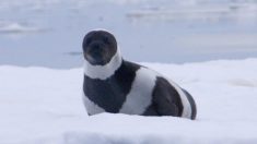 Foca Listada extremadamente rara con cuatro magníficas franjas es la «más llamativa» del mundo